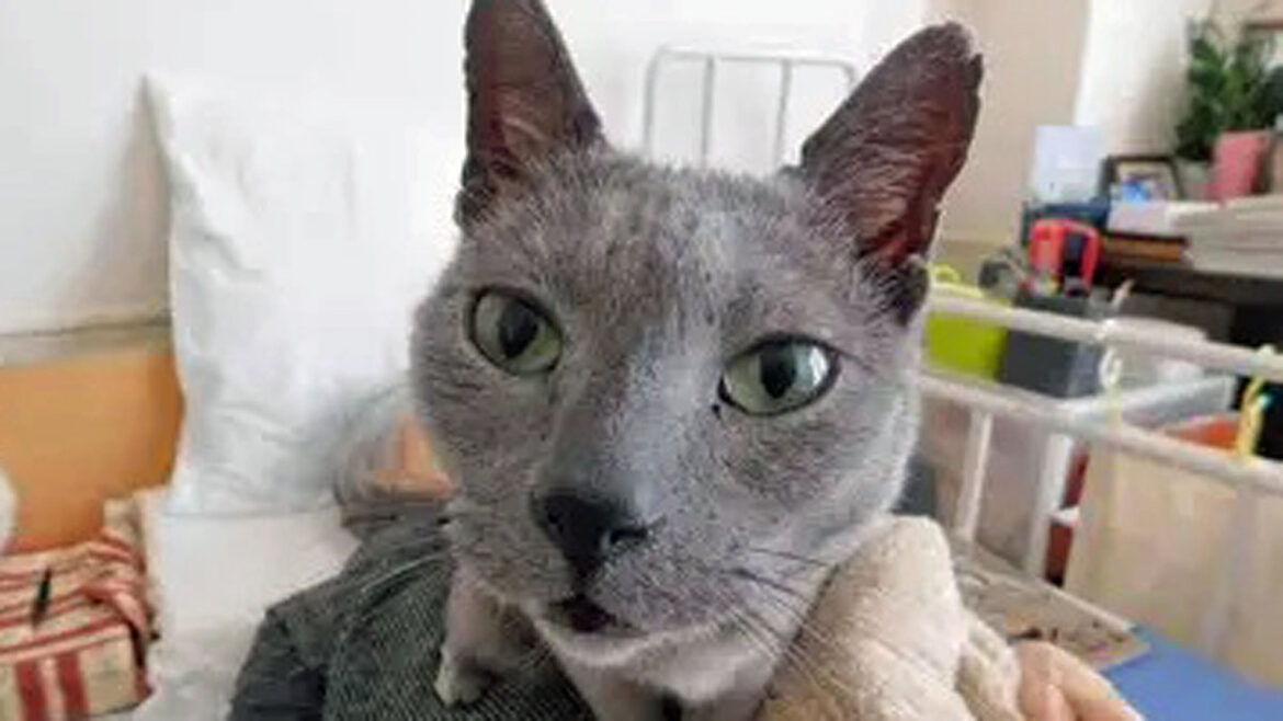 相次いで旅立った保護猫出身のアオとクロ　アオと一緒に過ごした４年間はプレゼントだった | ヨミドクター(読売新聞)