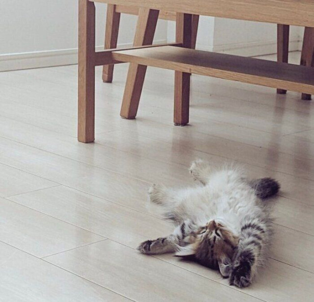 お迎え4日目に大胆な“ヘソ天寝” 新しい環境にもかかわらず、無防備な姿を見せる子猫の心理|獣医師解説