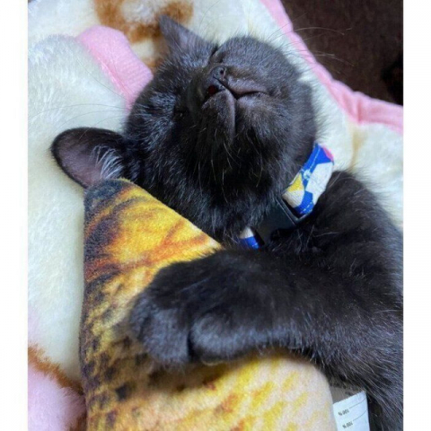 魚のおもちゃを大事そうに抱きしめて眠る子猫 「夢の中でお魚と戯れてる」ような寝姿にキュン!