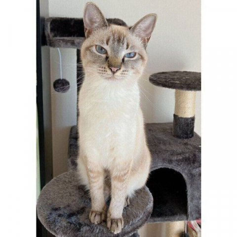 夏と冬で見た目の雰囲気がまったく違う猫 “別猫”のような比較写真にびっくり！