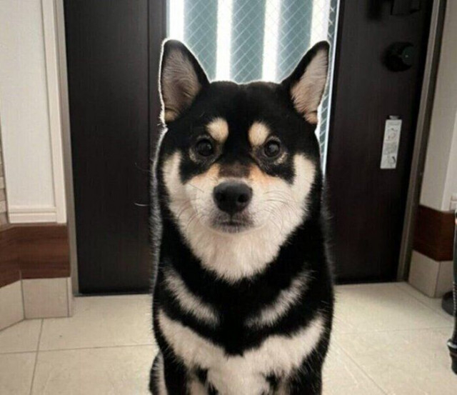 飼い主がうっかり言った「散歩」を聞き逃さない柴犬 玄関でスタンバイする様子からわかることは？｜獣医師解説
