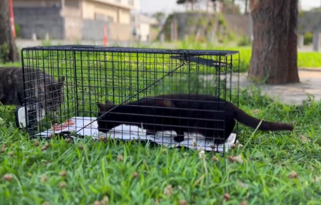 ノラ猫のけが防ぐ “世界で一番やさしい”捕獲器トラスケ 保護業者と燕三条の職人が開発