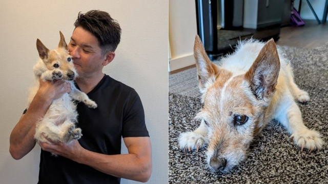 【いぬ】照英さん　愛犬テン19歳8ヶ月　「老犬ですが、この輝き続ける眼差しが家族に勇気をプレゼントしてくれているんです」