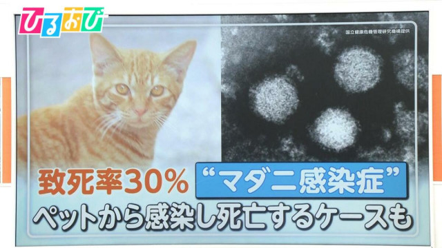 致死率30%“マダニ感染症”「SFTS」ペットとのふれあいで感染リスクも…もしマダニにかまれたら【ひるおび】