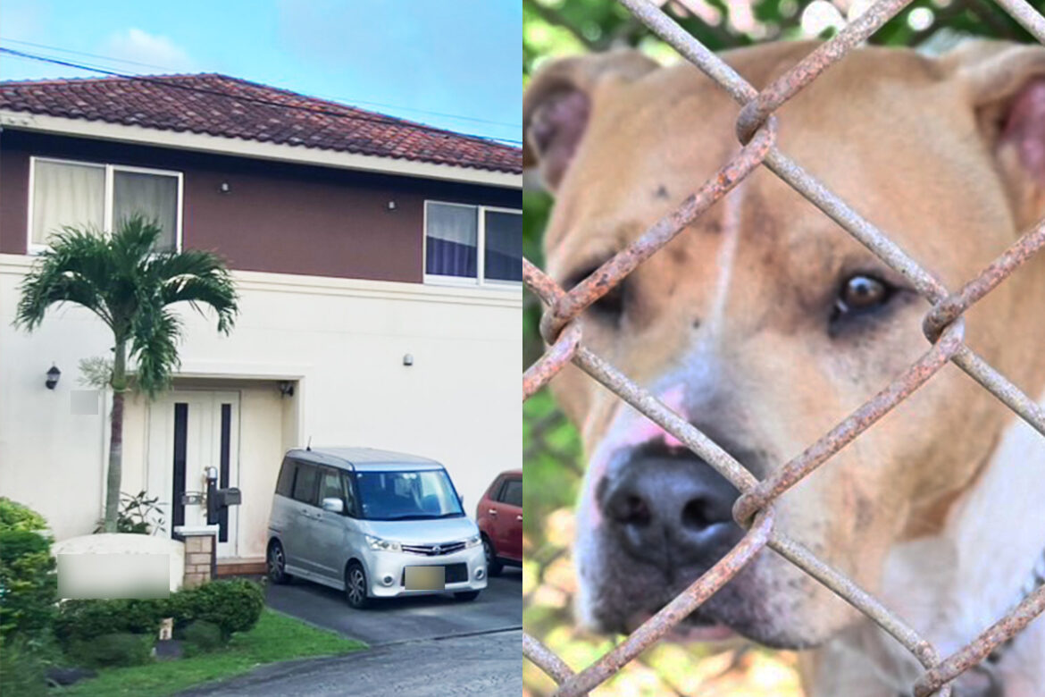 《沖縄で相次ぐピットブル事件》「チェーンを噛みちぎって引きずった痕も…」自治体が狂犬病の予防接種すら把握できない“特殊事情”「米軍関係者の飼い犬だった」 – NEWSポストセブン 「ピットブル」による咬傷事故が相次いでいる(左・米軍住宅参考画像)