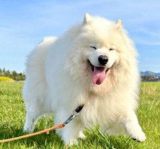 散歩中に最高の「サモエドスマイル」を見せる犬 全力で楽しむ様子に「めちゃくちゃ良い写真」「完璧な笑顔」