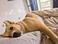 多頭飼育崩壊の現場からレスキューされた犬 人間不信だった愛犬の「甘えん坊化」が進む姿に喜びを実感！