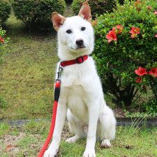 広島県動物愛護センター パピー＆ジュニア犬飼育相談会（7月）