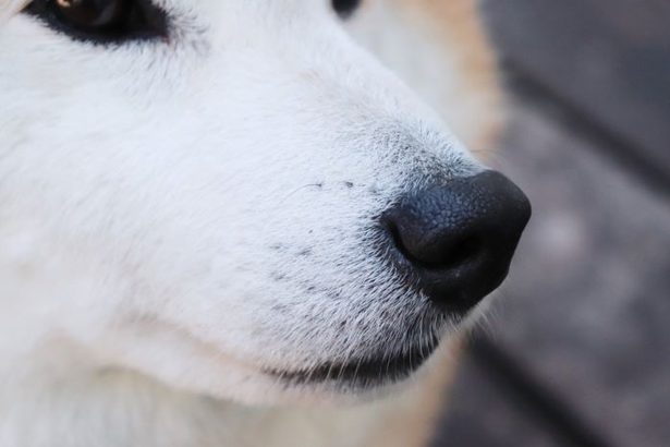 県内、犬かみつき　23年度107件　飼い主以外の被害96人　沖縄