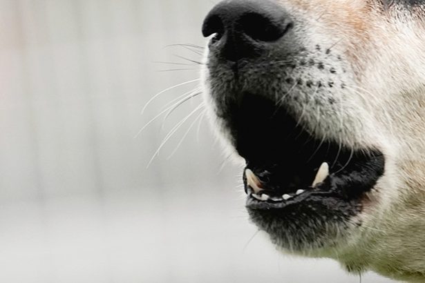 大型のボクサー犬、北中城の路上で目撃　首輪付けず　沖縄県が注意呼びかけ
