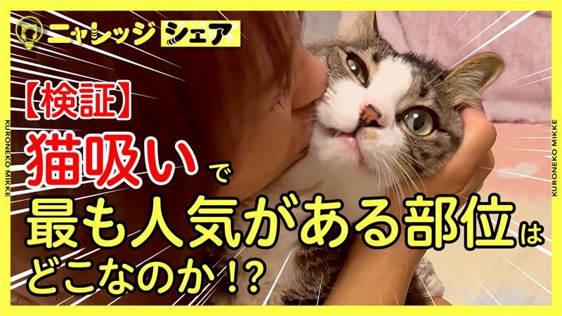 全国の猫好き必見! ヤマト運輸、「猫吸い」人気部位ランキングを発表する新Web動画公開 – GAME Watch 全国の猫好き必見! ヤマト運輸、「猫吸い」人気部位ランキングを発表する新Web動画公開 - GAME Watch
