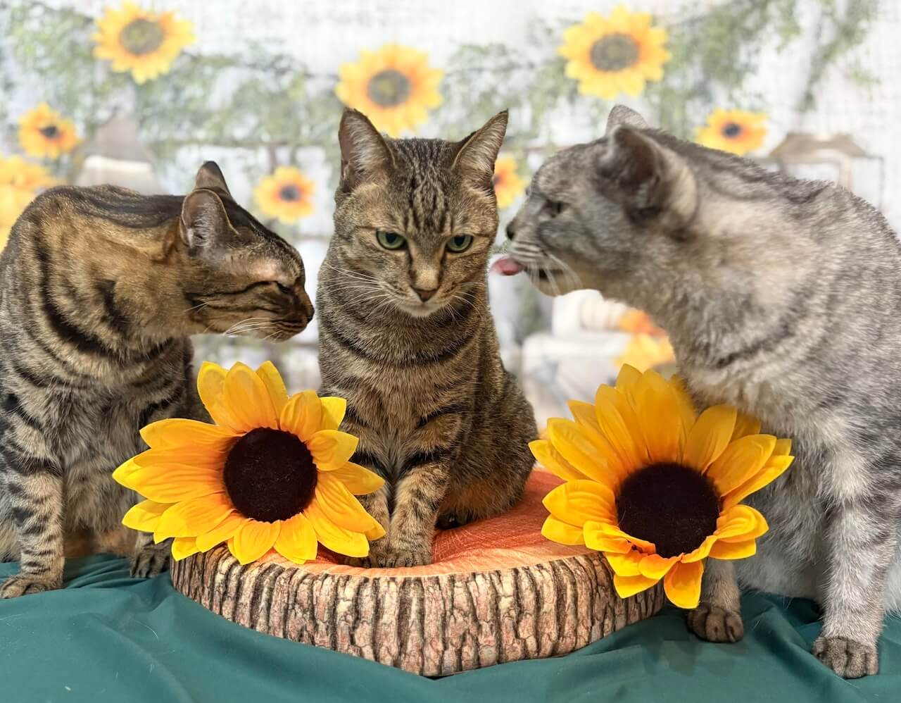 キジトラ猫のルナくん、ボブコちゃん、サバトラ猫のミロくん