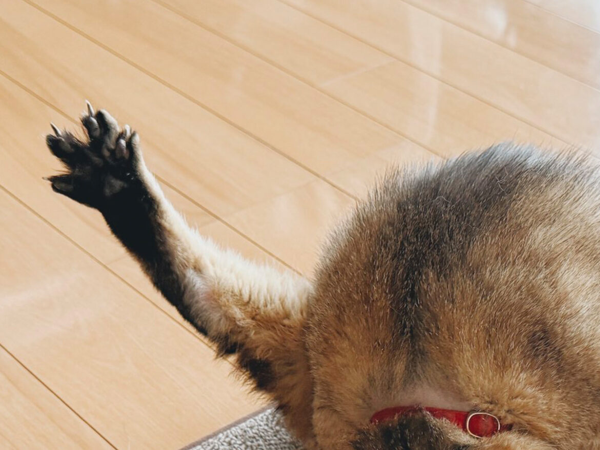 猫の写真
