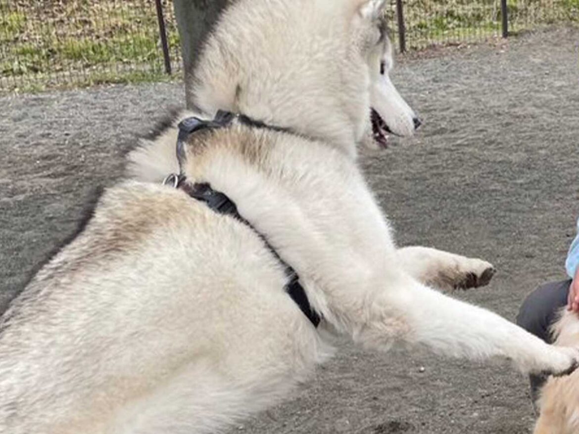 シベリアンハスキーの写真
