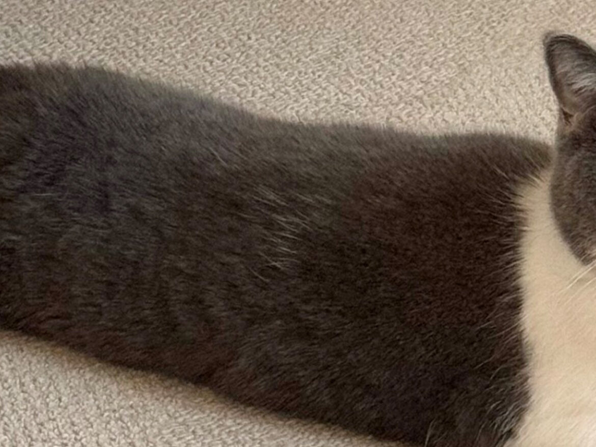 「笑いがこらえきれない」「中身は人間?」 飼い主が振り返ると猫が? – grapee.jp 猫