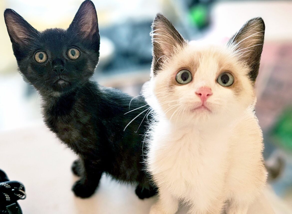 「世界のMUSASHI個展」に動物愛護団体「つかねこ」が参加決定 | 株式会社 石富プロパティーのプレスリリース