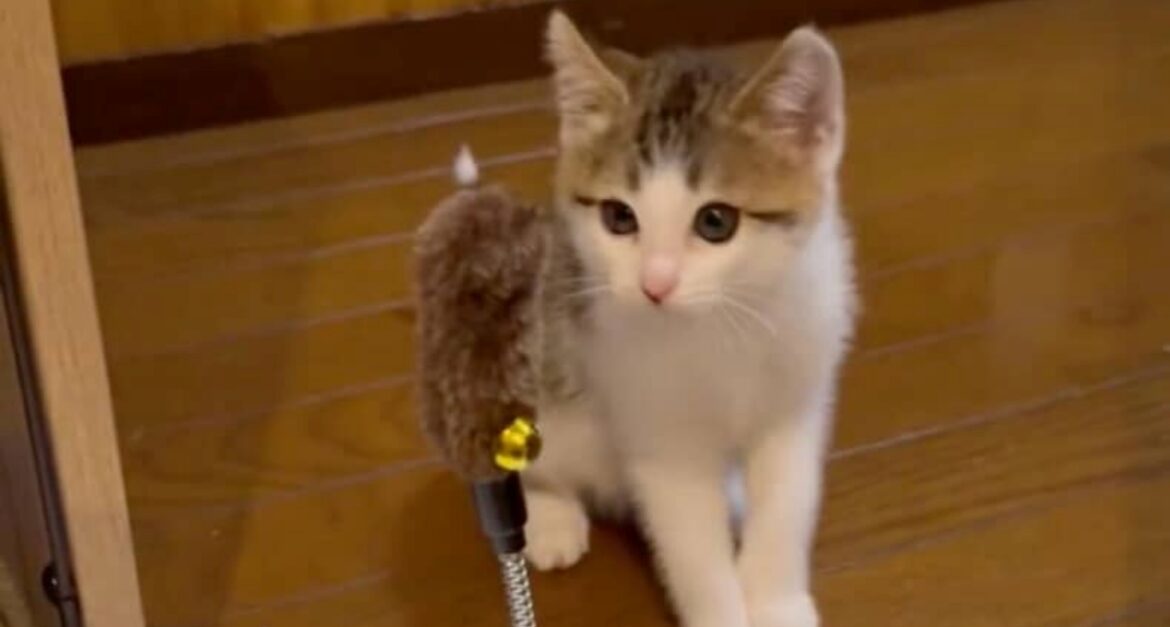 子猫が動くおもちゃで遊ぼうとするが……下手すぎる姿に一同もん絶　「可愛すぎて正気を失いかけた」「最高」（1/3） | 猫 ねとらぼ - ねとらぼ