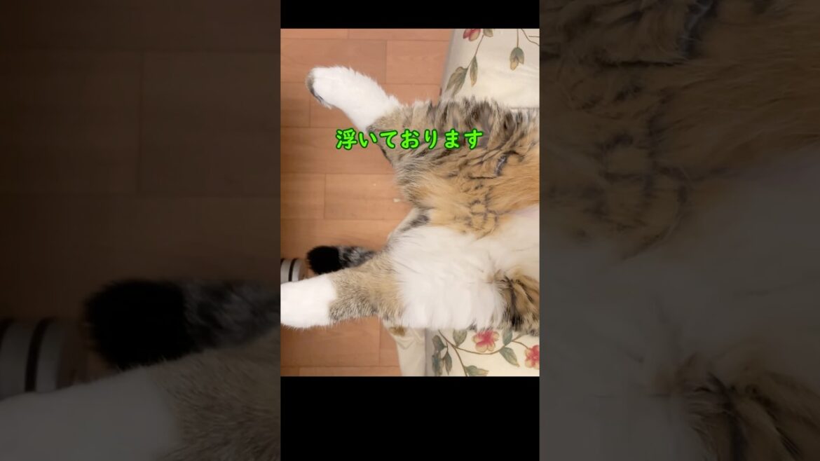 ちょっと浮きながら寝る猫 #ぽぽ吉