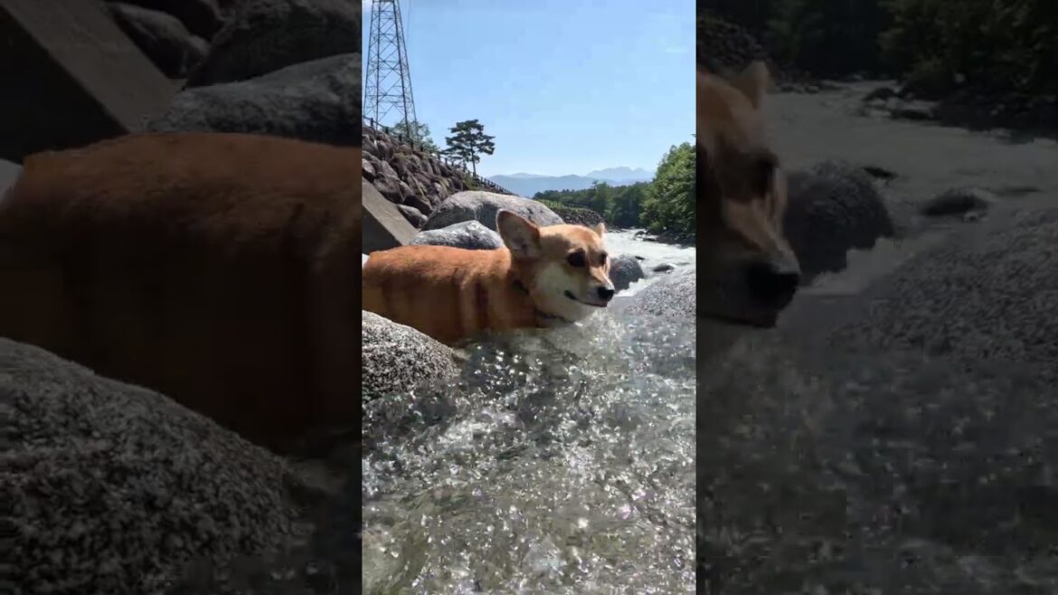 速い流れに浸かるコーギー / The Corgi soaking in the swift current. #コーギー #corgi #サクラ
