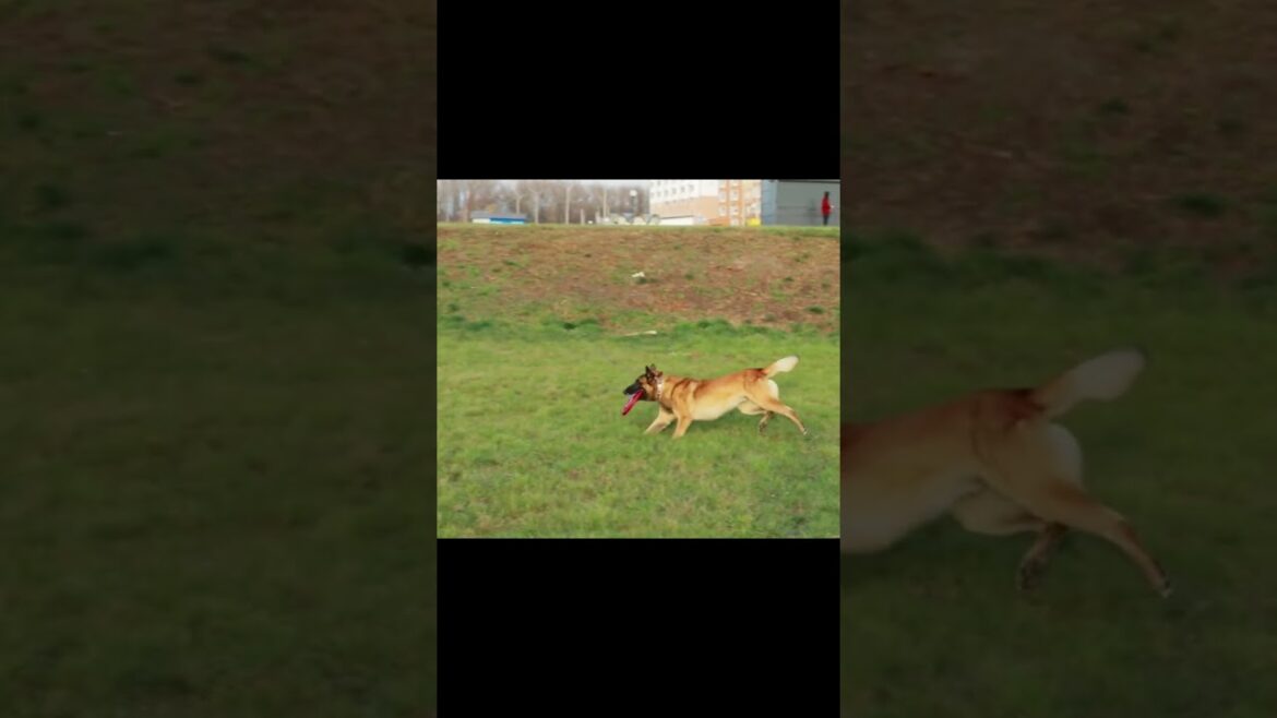 You Own a Beagle. A Malinois Owns You. #malinoismonday #belgianmalinois #dogtraining You Own a Beagle. A Malinois Owns You. #malinoismonday #belgianmalinois #dogtraining