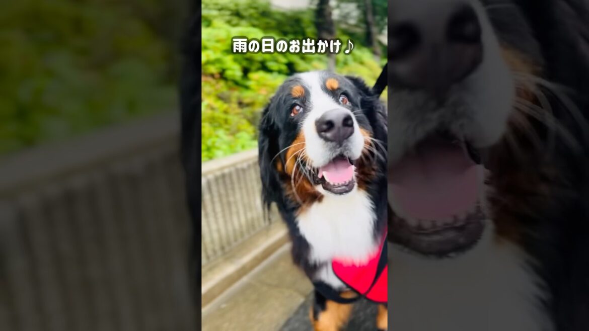 バーニーズと雨の日のお出かけ🐾