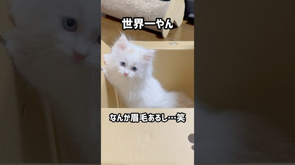 世界一可愛い過ぎて眉毛も生えていたおチビ #猫 #子猫 #ラガマフィン