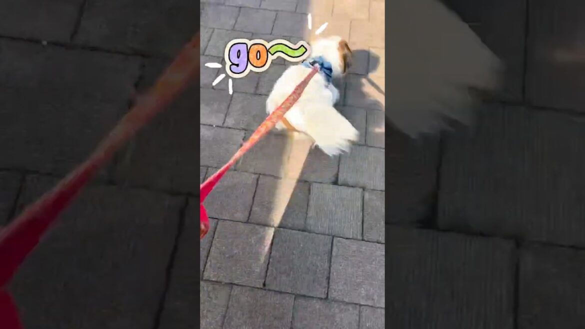 17歳パピヨンるいず💖ハーネスつけてダッシュ💨