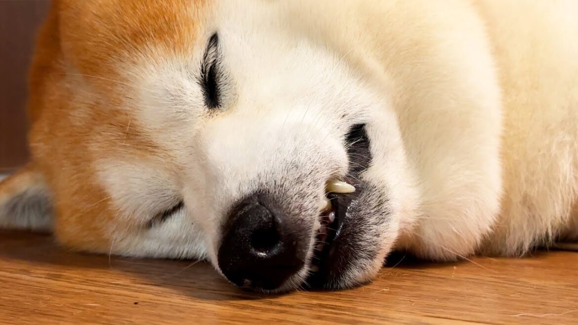 憤怒の形相でお昼寝する柴犬