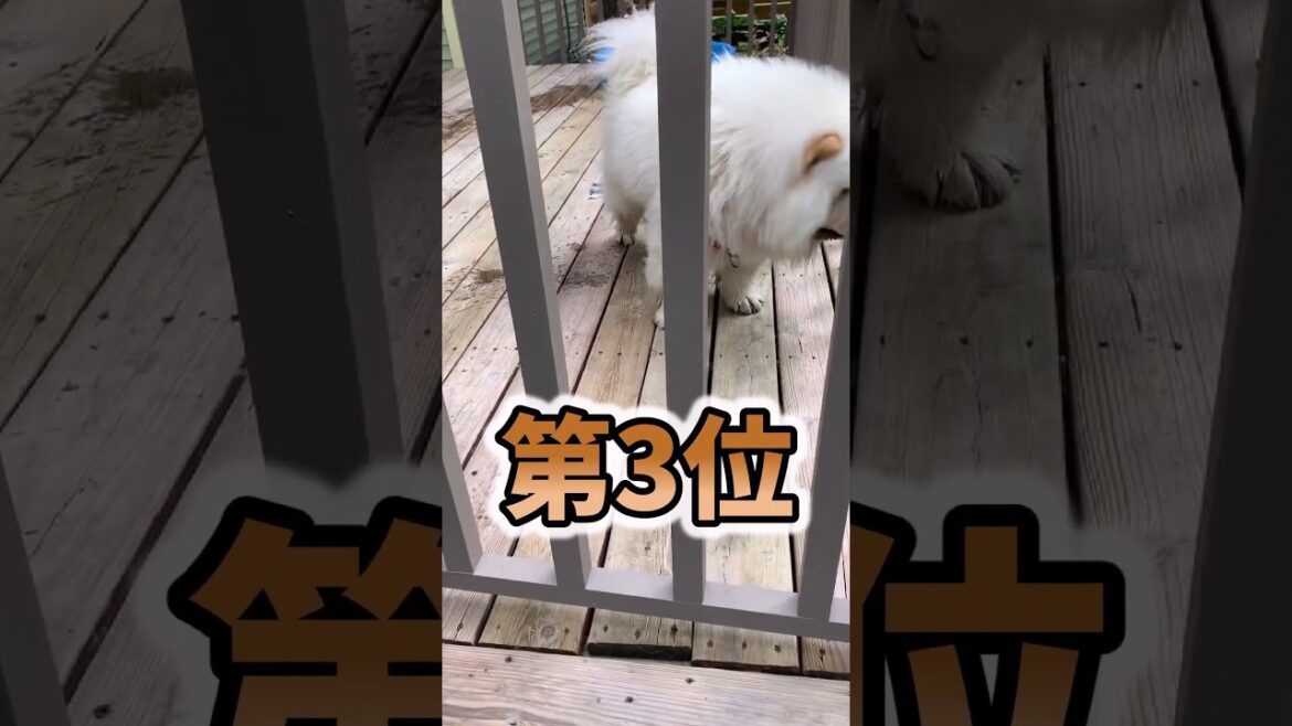 仕事で疲れたお前らに贈る笑いと癒しのチャウチャウ5選ww　#チャウチャウ #笑える #癒し #元気になる動画 #犬のいる生活 #犬のいる暮らし