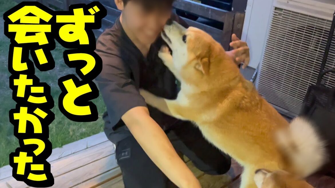 元気を失うほど会いたい兄がまさかの帰宅、感情が大爆発する柴犬が愛おしい