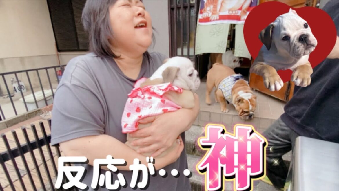 ブルドッグの赤ちゃんじぇにかをお友達に見せたら…反応が最高すぎた！【生後74日】【ブルドッグ】【子犬】 🐾