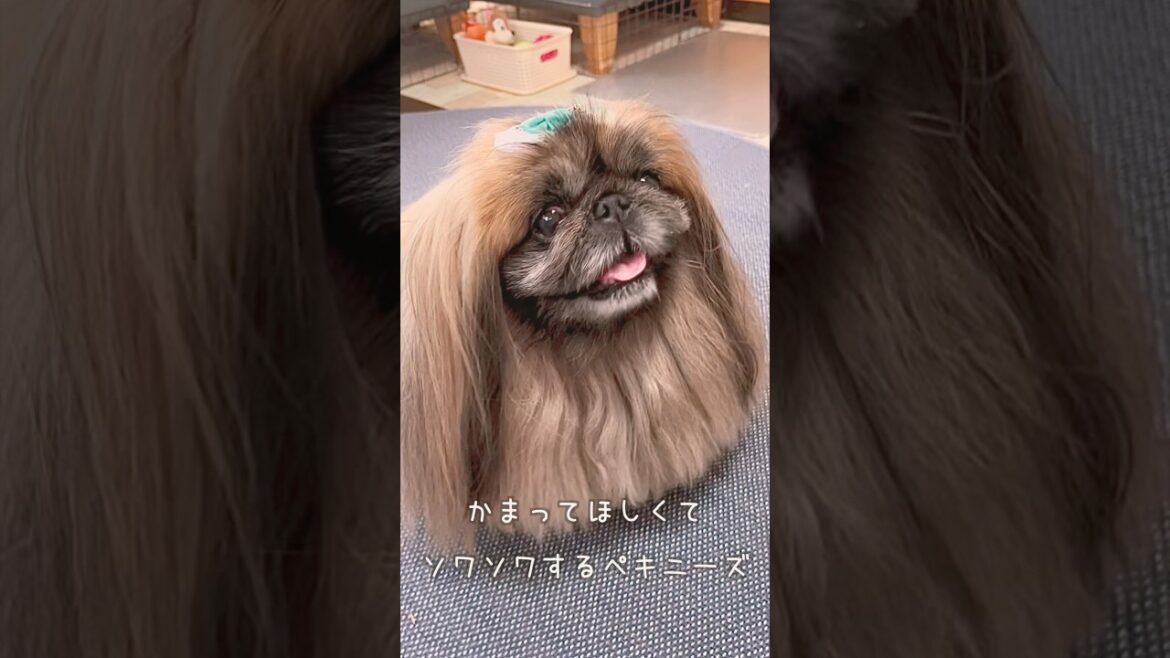 かまって欲しくてソワソワするペキニーズ#pekingese #ペキニーズ #pets #可愛い #犬のいる生活