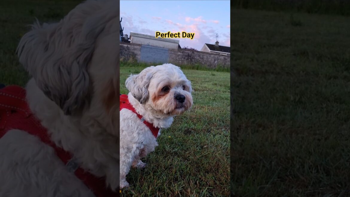 Such a Perfect Day for the Terriers 🥰