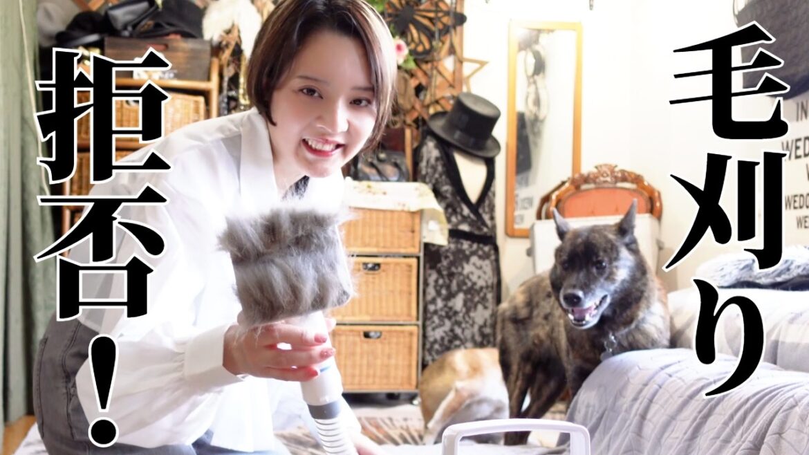毛刈り拒否！無理やりブラッシングしたらこうなりました　 #甲斐犬 #柴犬　#dog
