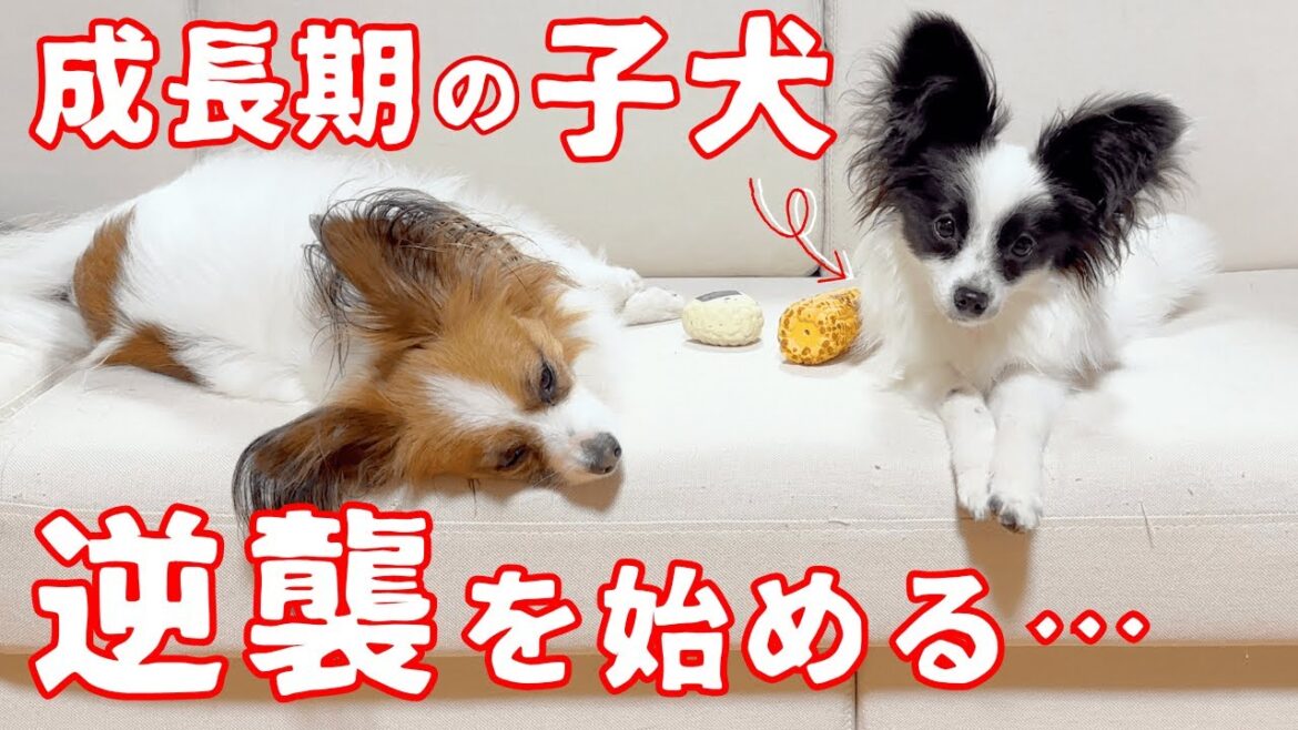 子犬、成長期を経て、逆襲開始！！ #犬のいる暮らし #パピヨン #子犬お迎え