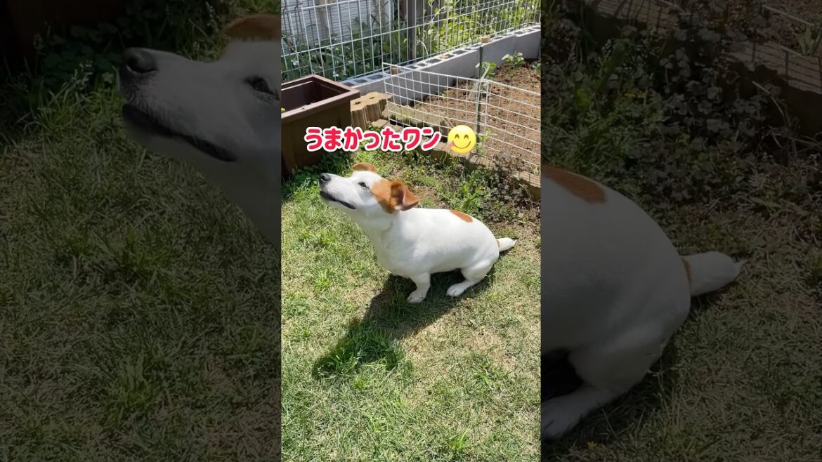 2時間も必要ない‼️水曜サスペンス🤣ジャックラッセルテリアのひまわり＆つばき【ひまチャンネル】#shorts #jackrussellterrier #犬のいる生活