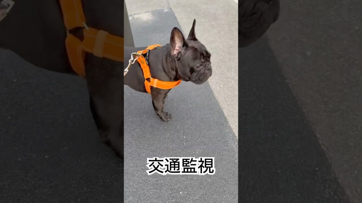 【今朝のパトロール】道路全体を監視するフレンチブルドッグ🫡#frenchie #frenchbulldog #frenchbulldoglife #shorts