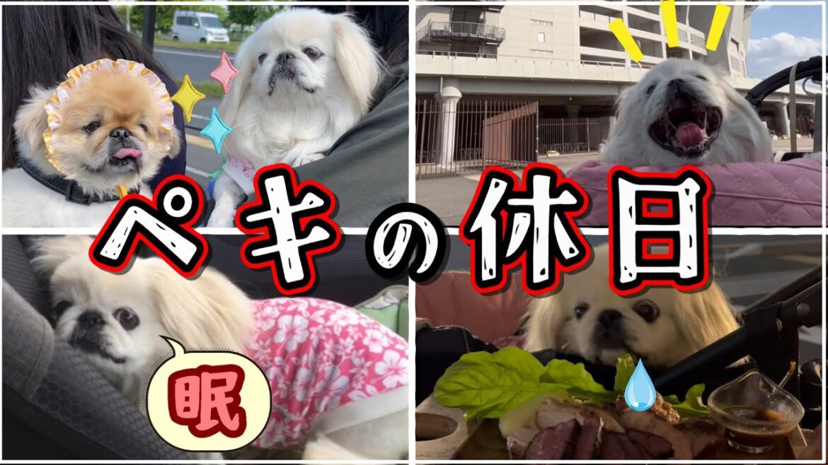 愛犬のイベントやディナー、我が家のペキニーズのとある休日 愛犬のイベントやディナー、我が家のペキニーズのとある休日