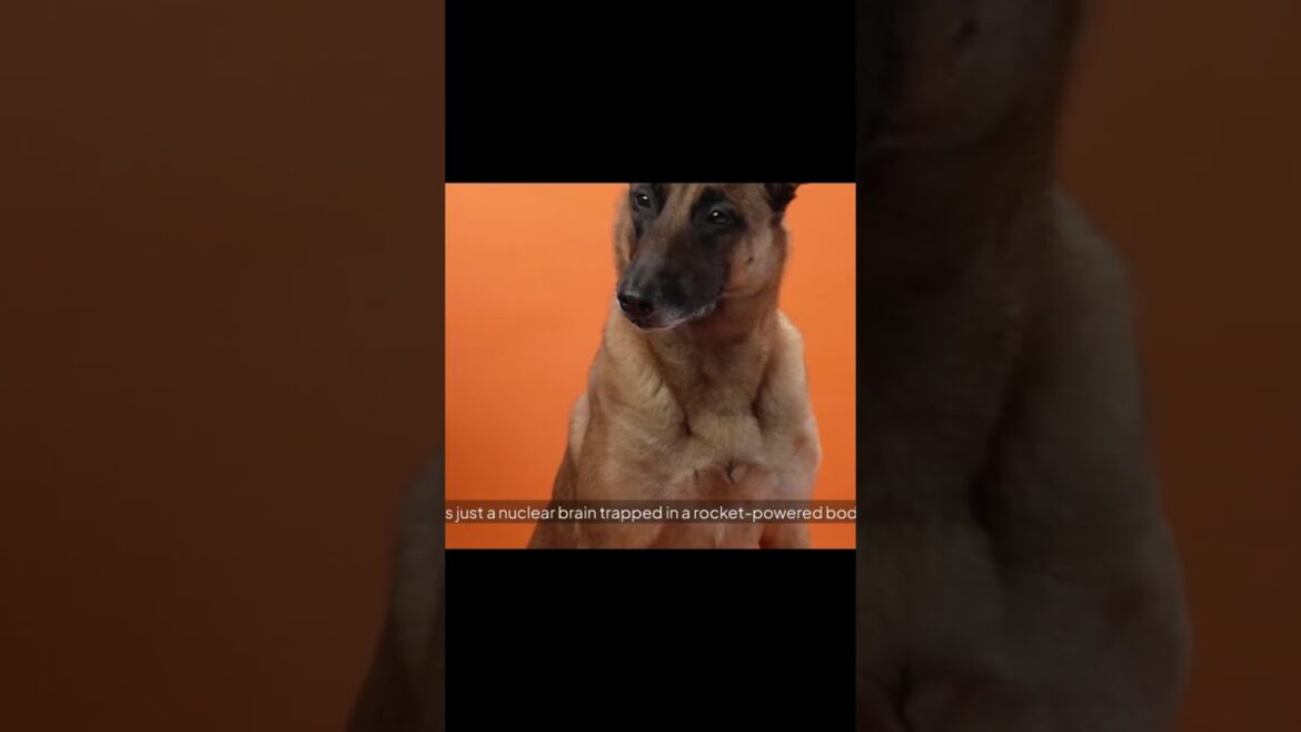 ボクサーを叱ると、マリノアがあなたを叱ってくれます。#malinoismonday #belgianmalinois #dogtraining
