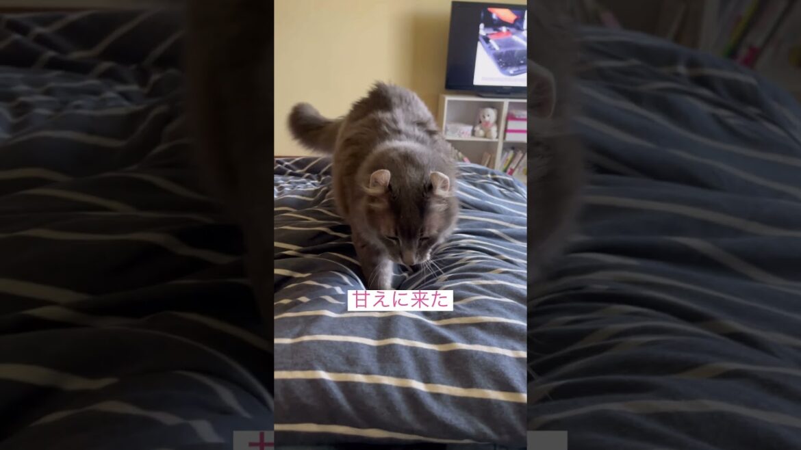 来る予感 #ねこ動画 #アメリカンカール #catshorts