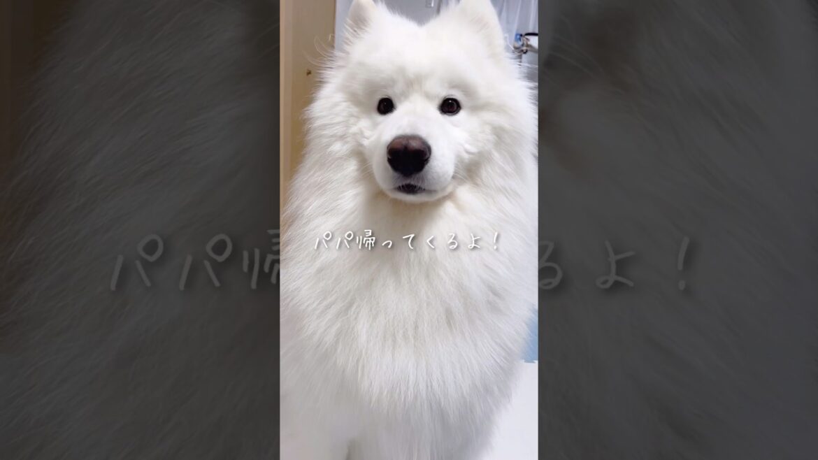 残業から大好きなパパが帰ってくると知った大型犬の反応が可愛い #samoyed #サモエド #癒し