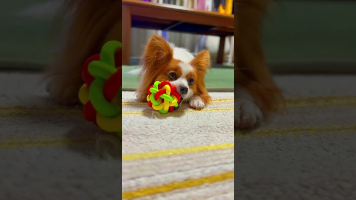 咲ちゃんスマイル🐶  #パピヨン #可愛い #かわいい