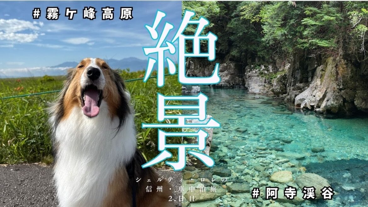 シェルティ・ロレの信州絶景旅～霧ヶ峰高原・阿寺渓谷～