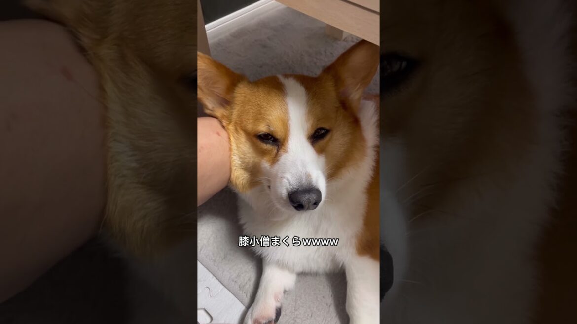 ほっぺ凝ってるんか？くらい硬いところ枕にしがち#コーギー#コーギー犬#コーギーのいる暮らし #犬 #犬のいる暮らし #犬のいる生活 #corgi #dog
