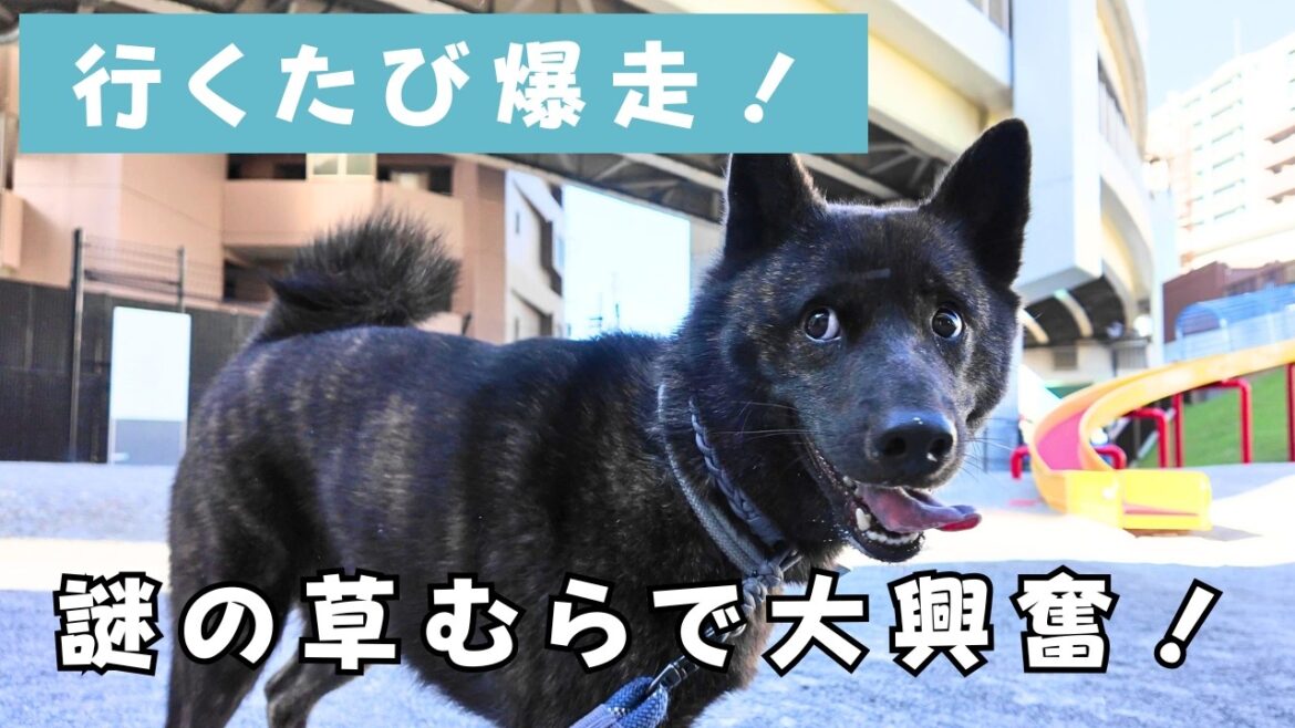 行くたび猛ダッシュ⁉ 甲斐犬やぶ、謎の草むらルーティン【大興奮】