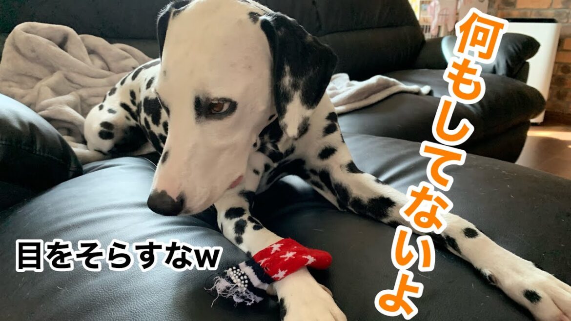 犬のイタズラはどこまで許す？大好きな靴下と過ごすダルメシアン【イタズラ】#ダルメシアン#犬の悪さ#イタズラする犬