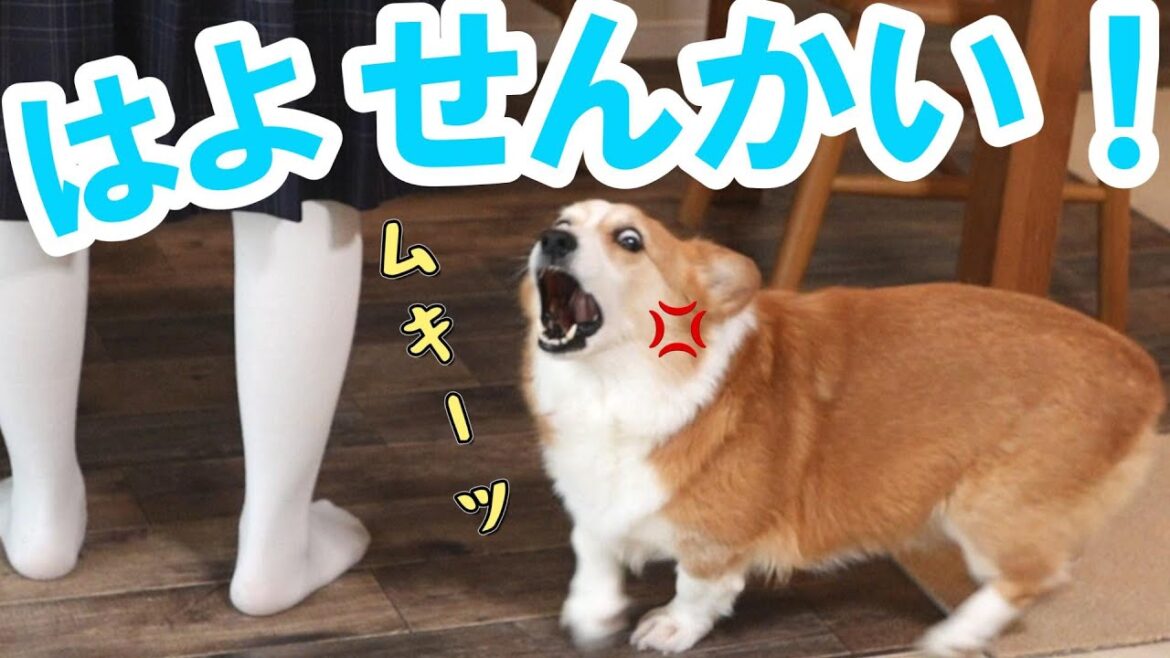 のんびり中学生の登校をキレつつ見守るコーギー犬