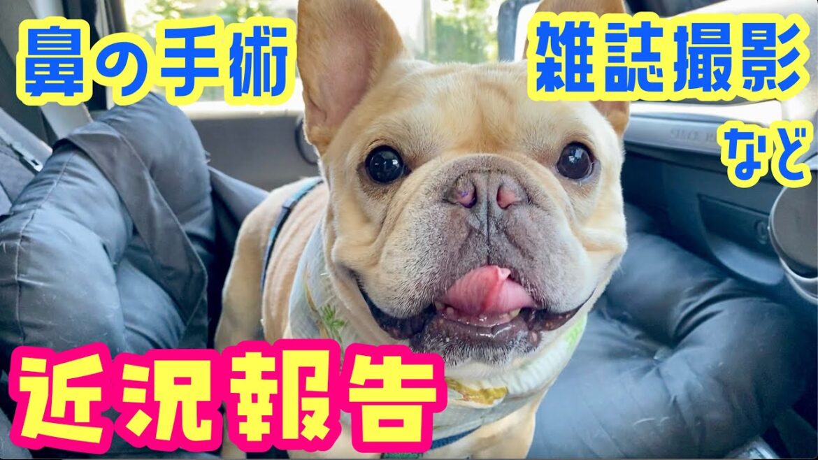 【近況】鼻腔狭窄症の手術・雑誌撮影・最近のルークの日常などフレンチブルドッグのルーク【Luke VLOG #156】 【近況】鼻腔狭窄症の手術・雑誌撮影・最近のルークの日常などフレンチブルドッグのルーク【Luke VLOG #156】