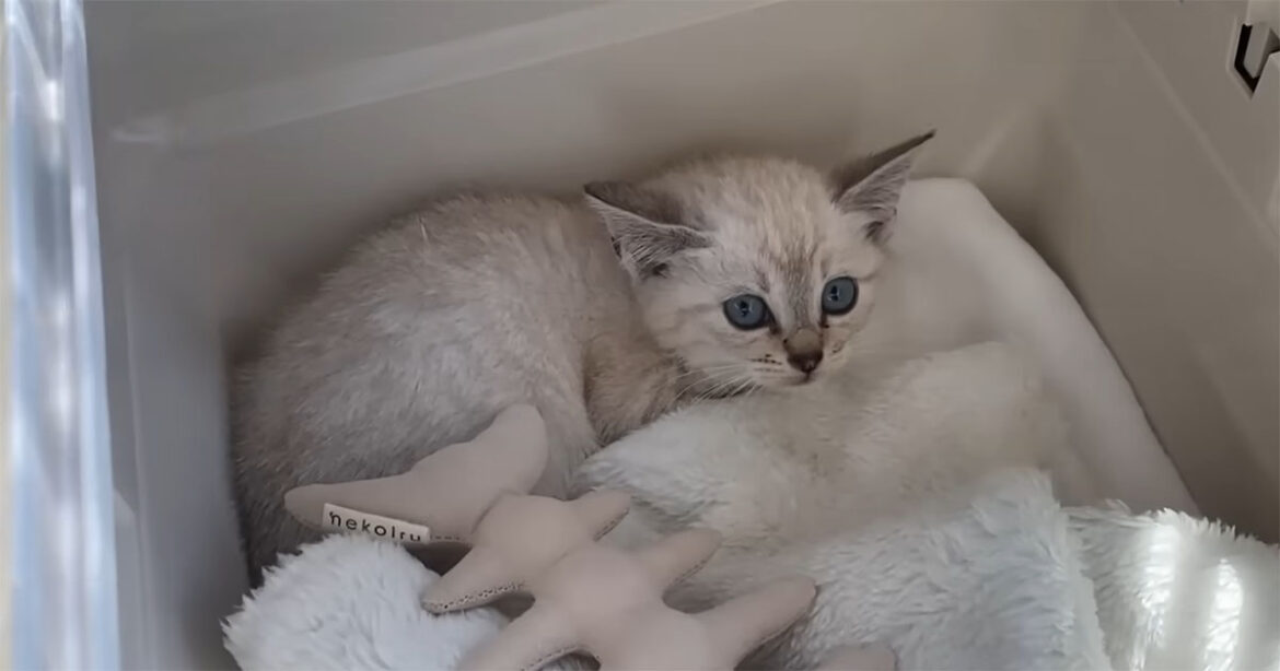 隅で縮こまっていた“小さな小さな子猫”→大切に育てて1年後……　成長した姿に「感動」「ほほ笑ましくて癒やされます」（1/3） | 猫 ねとらぼ - ねとらぼ