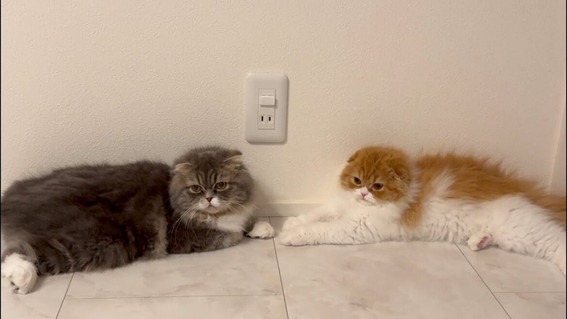 【スコティッシュフォールド】はじめまして♪我が家のアイドルねこ達をご紹介します♪【ぷく、もふ】